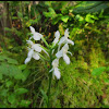 White-Fringed Orchid