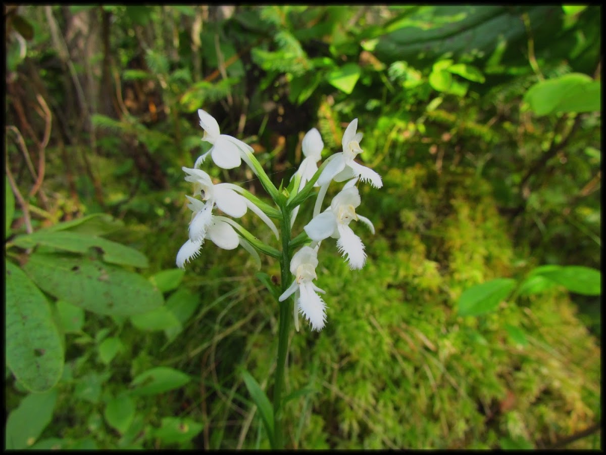 White-Fringed Orchid