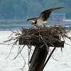 Osprey