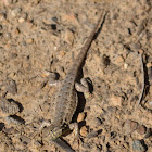 Side-Blotched Lizard