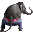 Dancing Elephant mobile app icon