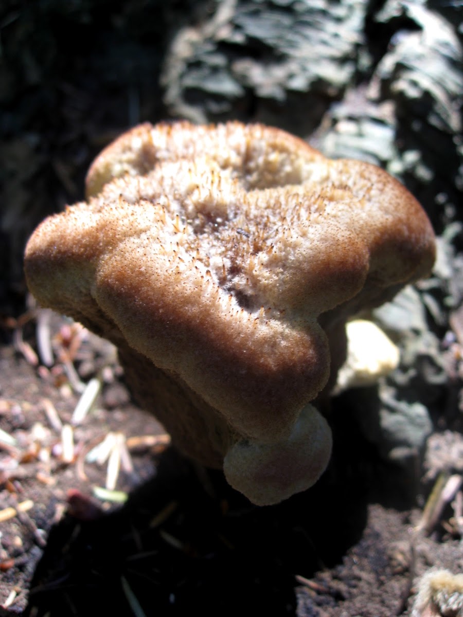 Velvet-Top fungus