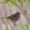 Tico-tico (Rufous-collared Sparrow)