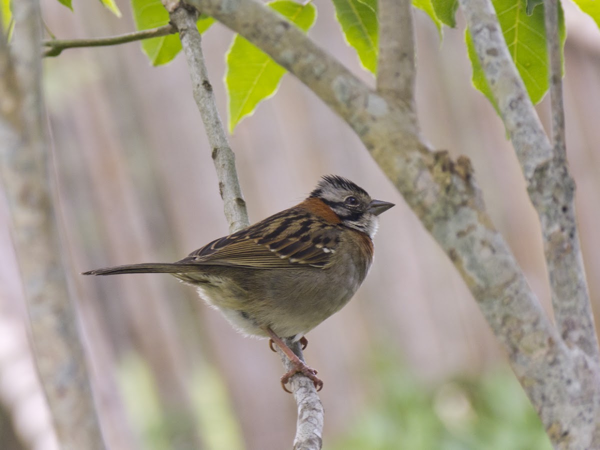 Tico-tico (Rufous-collared Sparrow)