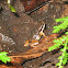 Rainforest Rocket Frog (w/tadpoles on back)