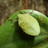 Nymph of Green Stink Bug