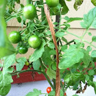 Bonnie Plants "Sweet 100" Tomato Hybrid
