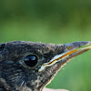 Common Black Bird,Melro