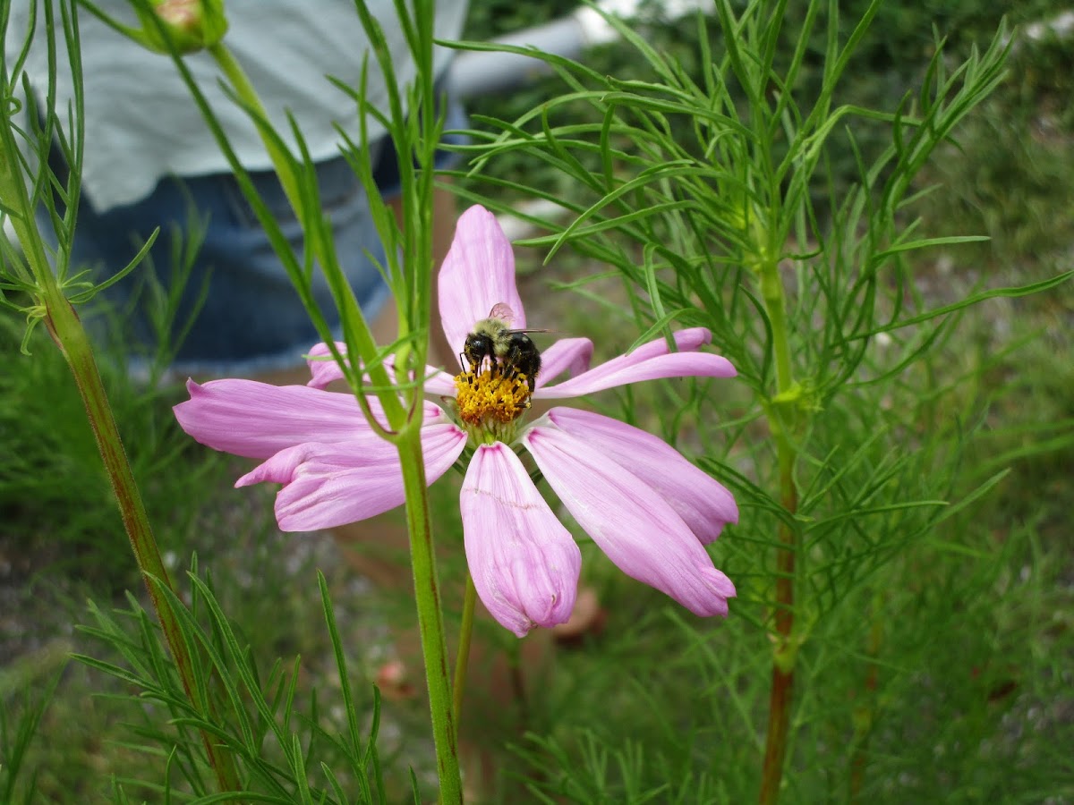bee,beetle