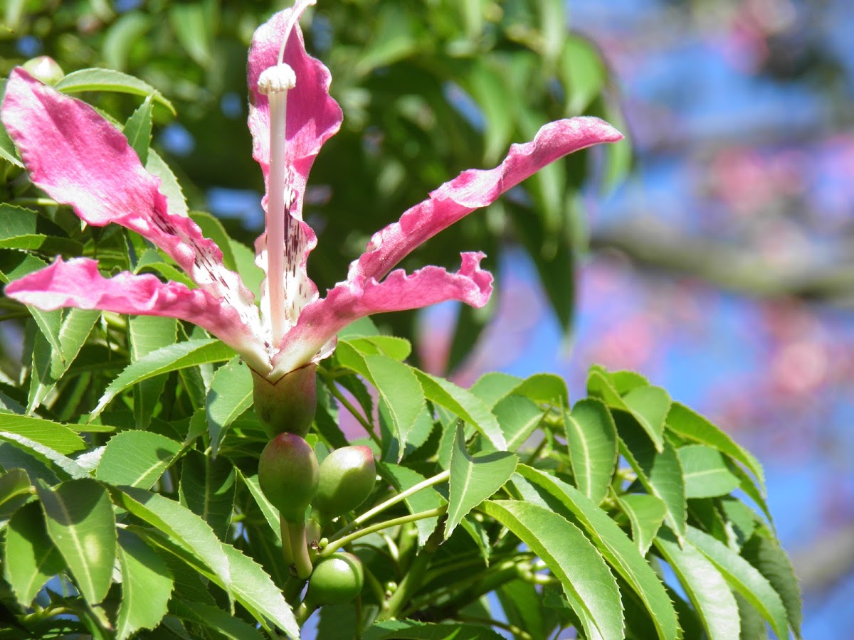 Palo borracho (Ceiba speciosa)