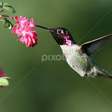 Lunch by Lynne McClure -  