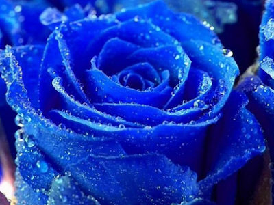 [最も好ましい] iphone 青い 薔薇 壁紙 高 画質 218915