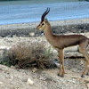 Israeli gazelle