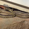 Garter snake