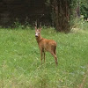 European Roe Deer