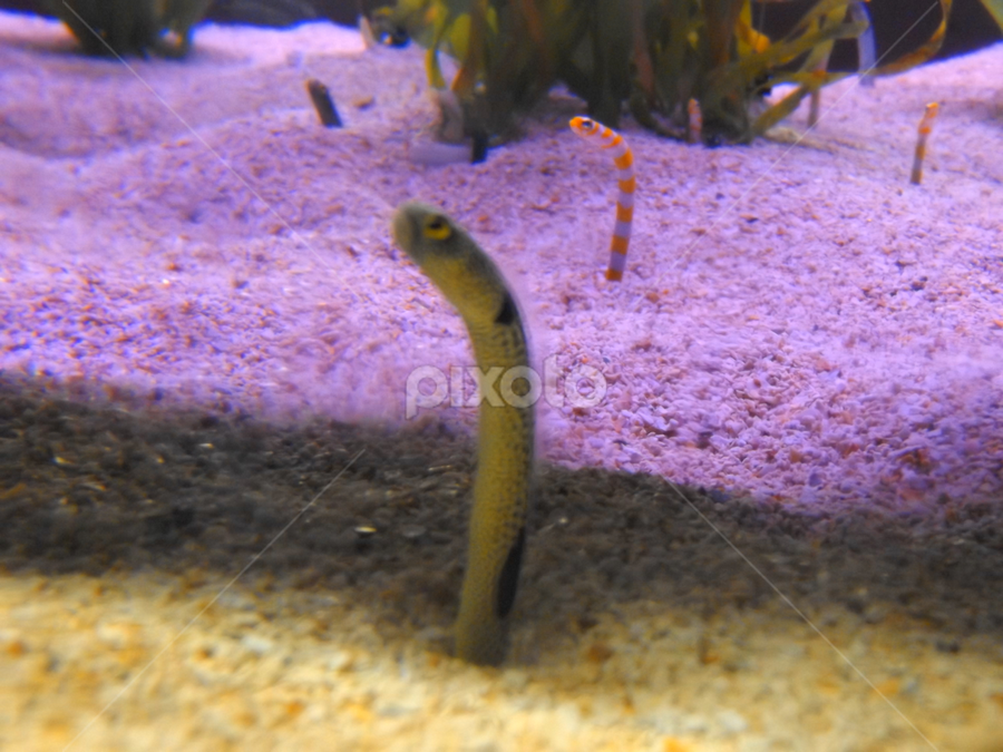 Tiny Ocean Worms, Fish, Animals