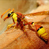 Potter wasp Series_1