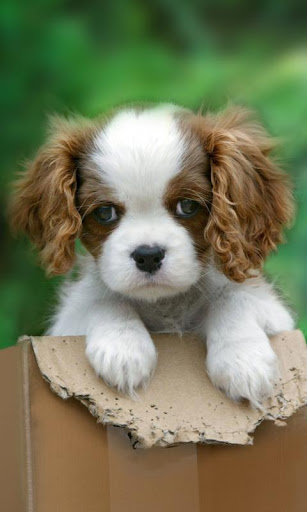 Cute puppy live wallpaper