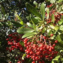 Cañada College Campus Species Inventory