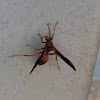 red wasp