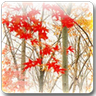 Maple Leaf Live Wallpaper icon