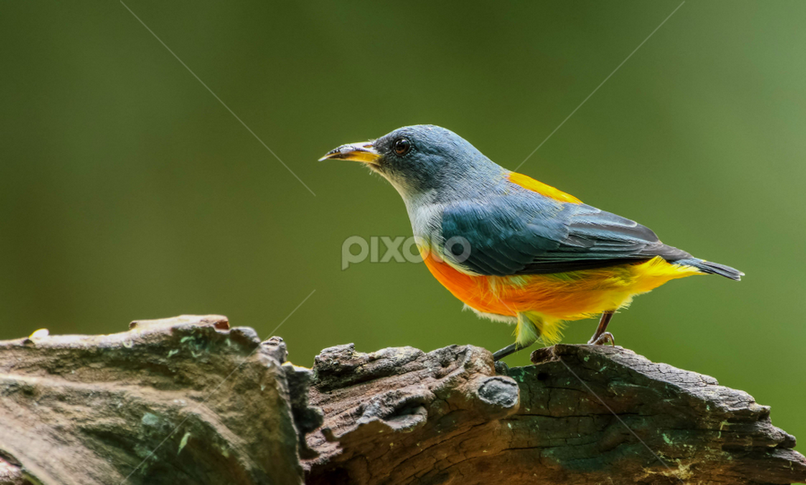 Orange Bellied Flower Pecker by Kuppusamy Ramesh - Animals Birds