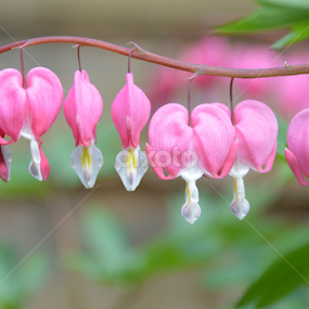 Dutchman's Breeches by Dickon Thompson - Flowers Flower Gardens