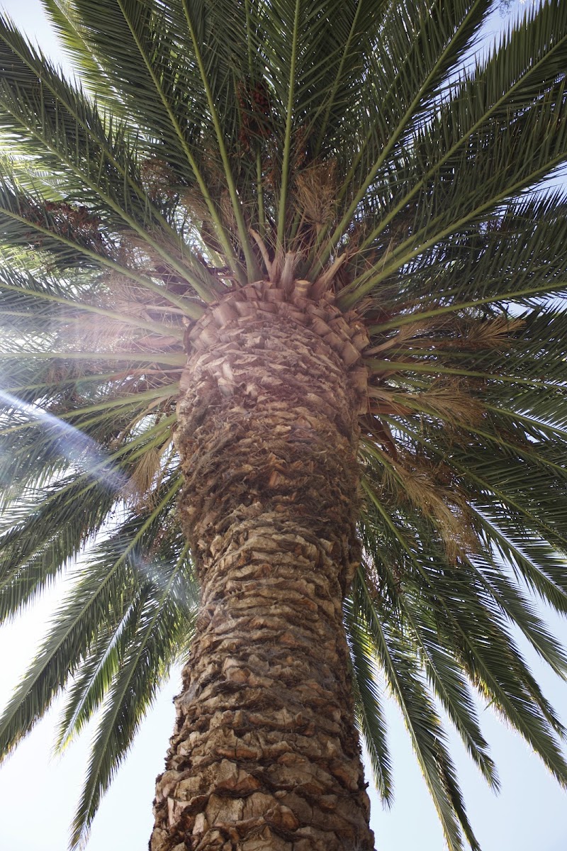 Palma Datilera / Date Palm
