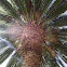 Palma Datilera / Date Palm