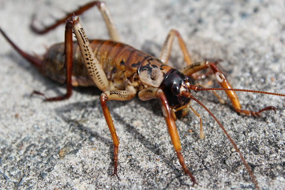 Auckland Tree Weta Project Noah