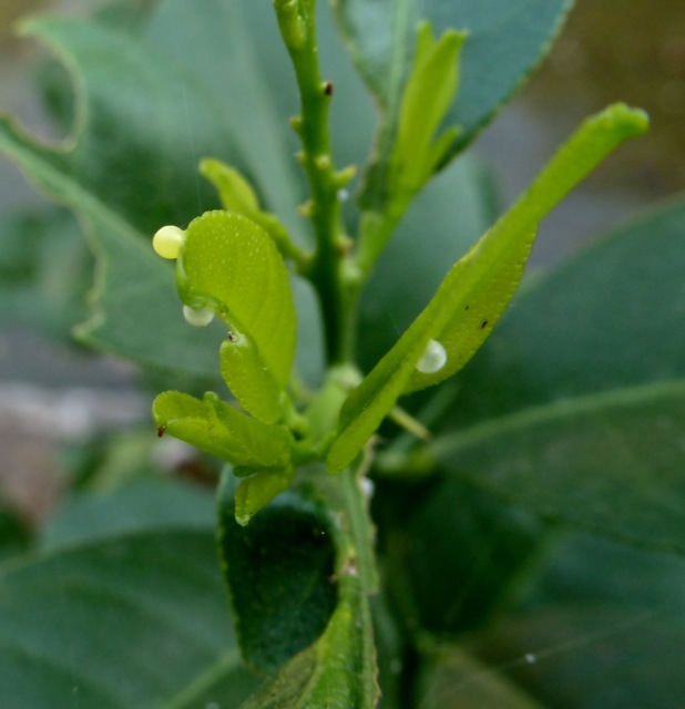 Lime Butterfly Eggs