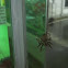 garden spider