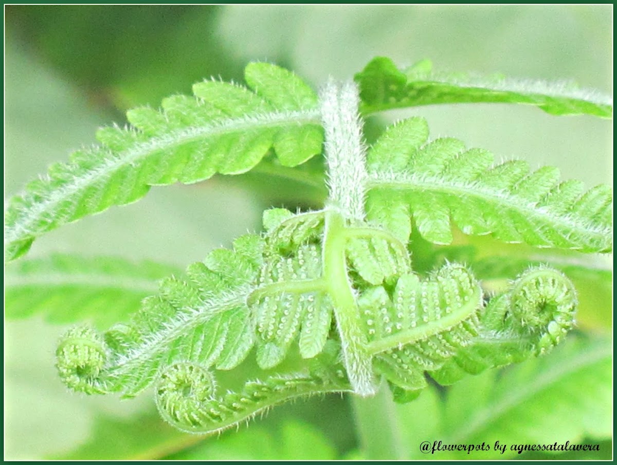 Common Male Fern