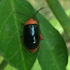 Shiny flea beetle