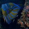 bluering angelfish