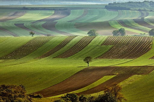 The rolling fields of Valticko in the south of the Czech Republic.