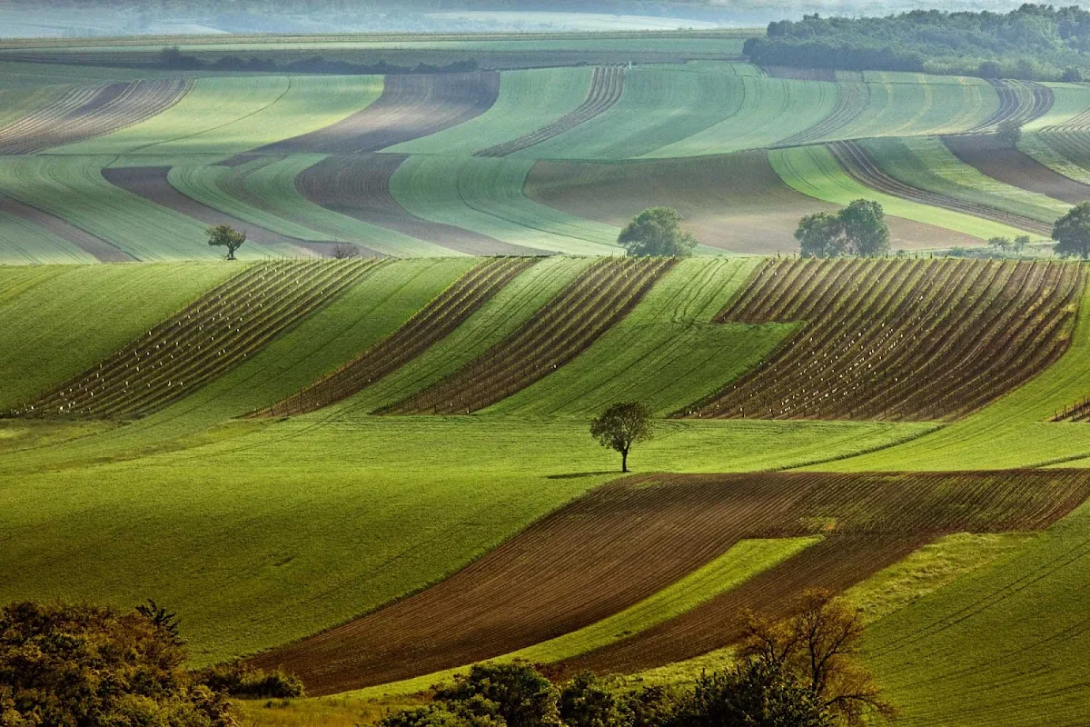 Czech-Valticko - The rolling fields of Valticko in the south of the Czech Republic.