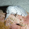 Dot-Lined White Moth
