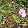 Bush Morning Glory