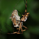 Golden orb spider