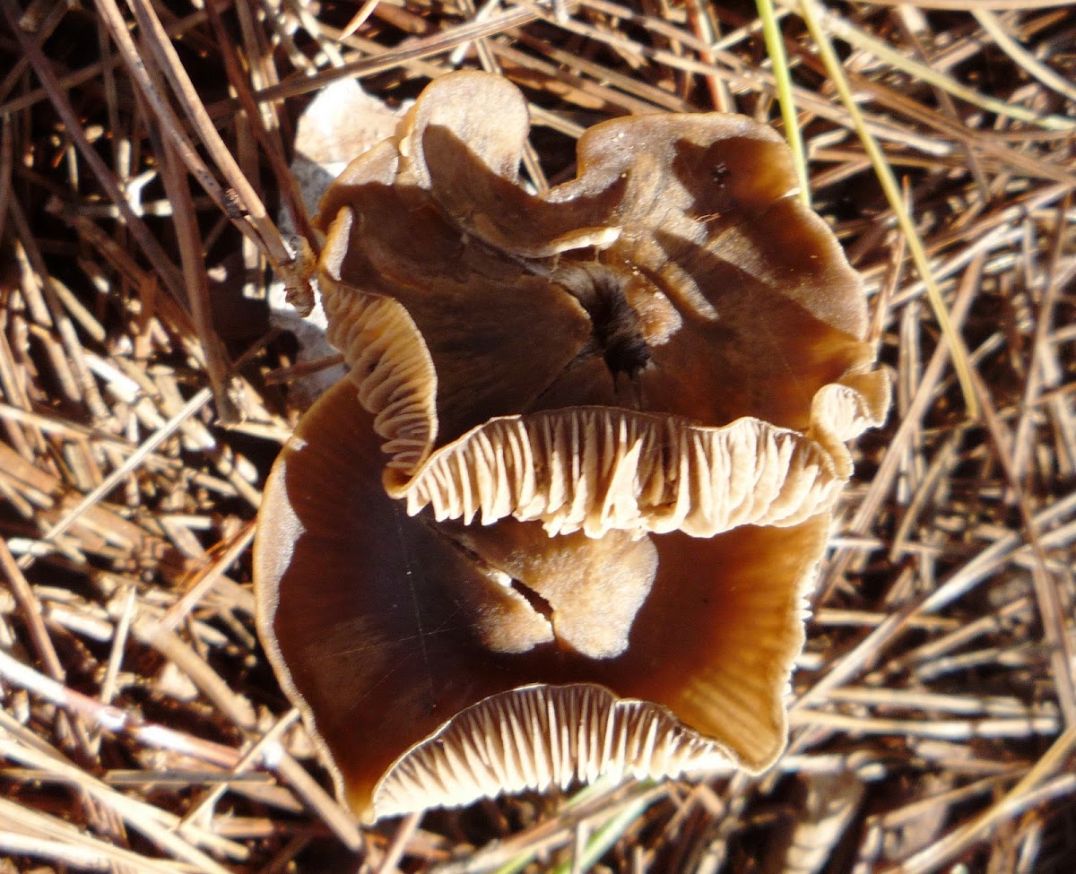 Seta Entoloma rhodopolium