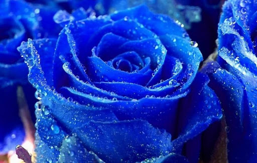 Blue Flowers Wallpapers HD