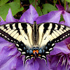 Eastern Tiger Swallowtail