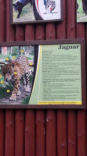 Jaguar ZOO