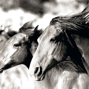 Trifecta by Dean Mayo - Animals Horses