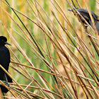 Boat-tailed Grackle (pair)