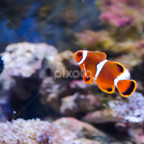 Clown fish by Mina Jaguar - Animals Fish
