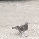 Rock Pigeon (feral)