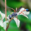 Thread-waisted Wasp