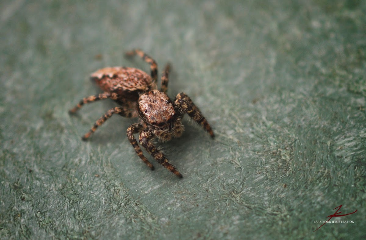 Marpissa Jumping Spider